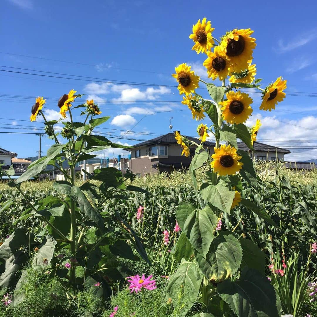 倉沢桂奈（Kayna）さんのインスタグラム写真 - (倉沢桂奈（Kayna）Instagram)「➡️➡️➡️ summer quarter 🌞」6月30日 19時02分 - k_ayna