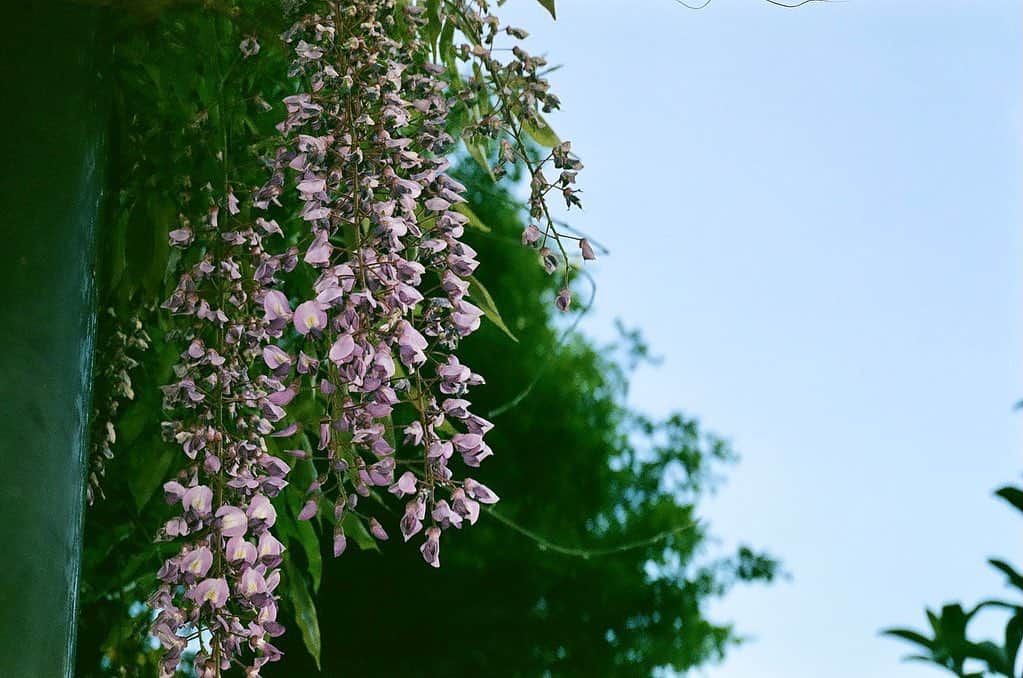 小林愛香さんのインスタグラム写真 - (小林愛香Instagram)「📷 目的地に向かうまで 遠回りをしたら 出会えたお花たち。 花びらが落ちても お星さまみたいになってるのかわいいな。 さてさて。おやすみっ。 #LEICA #film #filmcamera  #filmphotography」7月19日 0時55分 - kyanstagram_