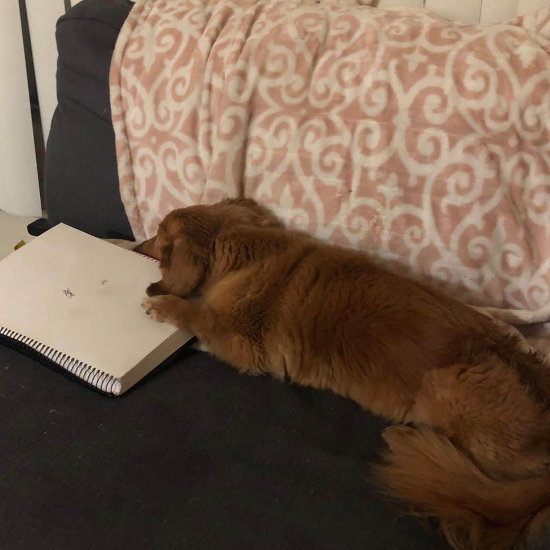 伊藤由奈さんのインスタグラム写真 - (伊藤由奈Instagram)「So when I write lyrics, I’m definitely old school…handwritten, in a notebook, always!!✍🏻🎶Dolce seems to be trying to help me write!!🤔😂🐶🎶💙歌詞を書く時は必ずノートにhandwritingしてます！ちょっと時間かかりますが、考えてるアイデアが脳からペンをもってる自分の手までチョクセツ、スムーズに流れてる感じがします！🤗💕  そしてとなりにいるDolce君が一緒に一生懸命考えてくれてるみたいですっ！😍😂🤔🎵」7月26日 8時28分 - _yunaito