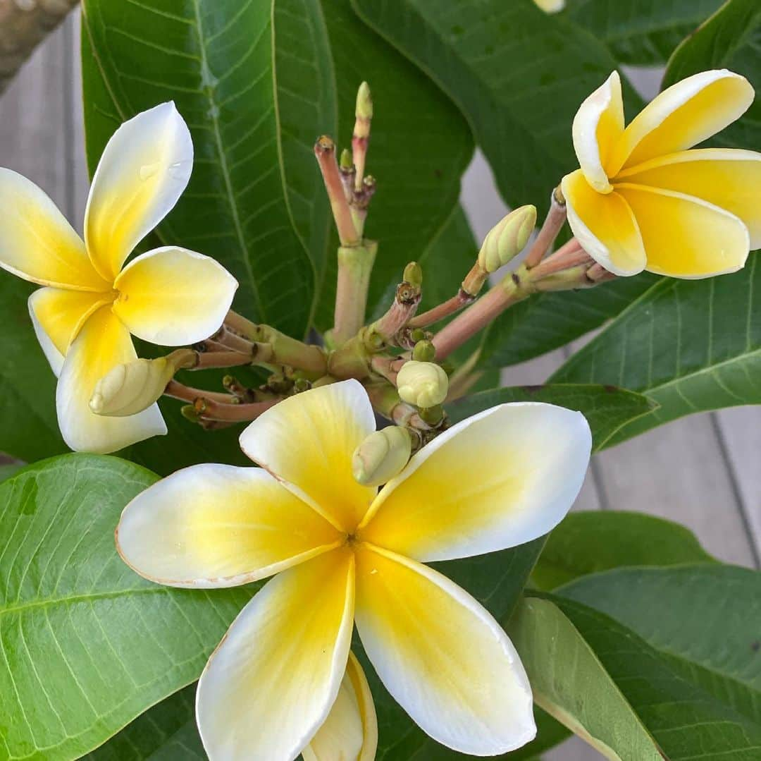 豊川悦司さんのインスタグラム写真 - (豊川悦司Instagram)「Plumerias has been growing at home for years. They sprouted a lot this year. Summer in Japan is too short for it to bloom. It’s like life 😅」8月18日 16時49分 - etsushitoyokawa