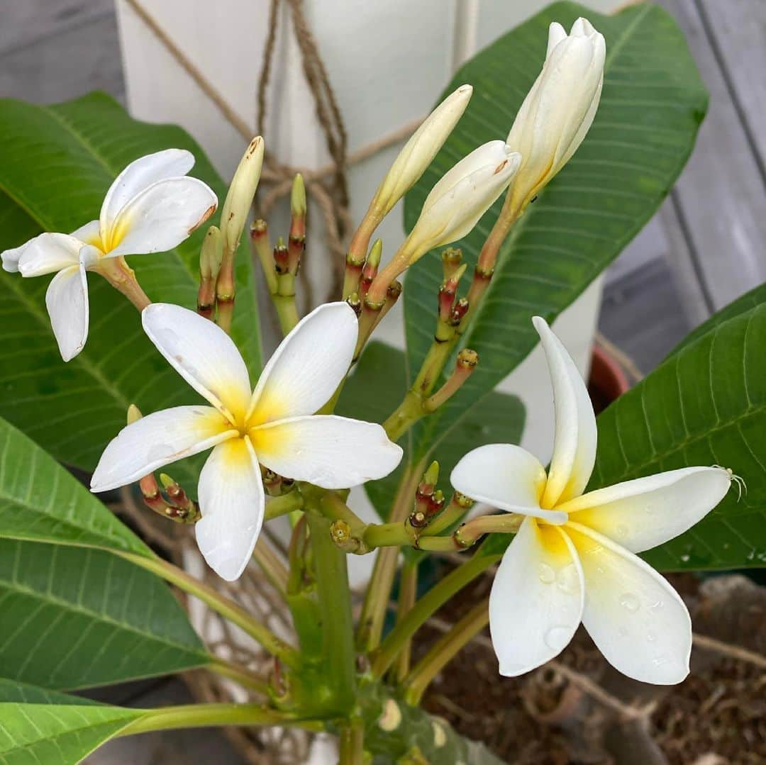 豊川悦司さんのインスタグラム写真 - (豊川悦司Instagram)「Plumerias has been growing at home for years. They sprouted a lot this year. Summer in Japan is too short for it to bloom. It’s like life 😅」8月18日 16時49分 - etsushitoyokawa