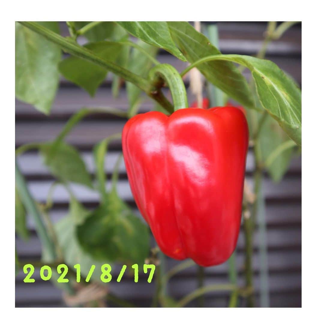與猶茉穂さんのインスタグラム写真 - (與猶茉穂Instagram)「久しぶりの投稿です☺️  5月から育てていたパプリカを . . 先日収穫しました🫑✨ . . きょうはドライカレーにいれて食べました🍛🍴  #ベランダ菜園 #パプリカ」8月24日 21時13分 - maho_yonao