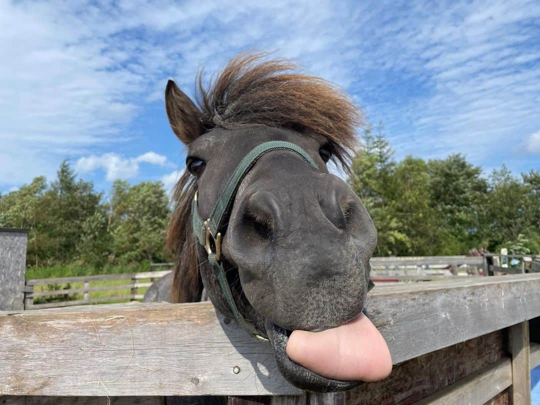 ゆきのしんさんのインスタグラム写真 - (ゆきのしんInstagram)「お誕生日を迎えた今日一日は、大好きな馬づくし🐴❤️ ユキちゃんの石碑に行き、何度かお世話になっている遊駿で乗馬したり🥺 とんでもなく充実✨ #ゆきのしん #優希乃 #ユキノビジン  #遊駿 #ミカンチャン #ハル くん #乗馬 #北海道  #登別」8月28日 20時53分 - yukino__shin