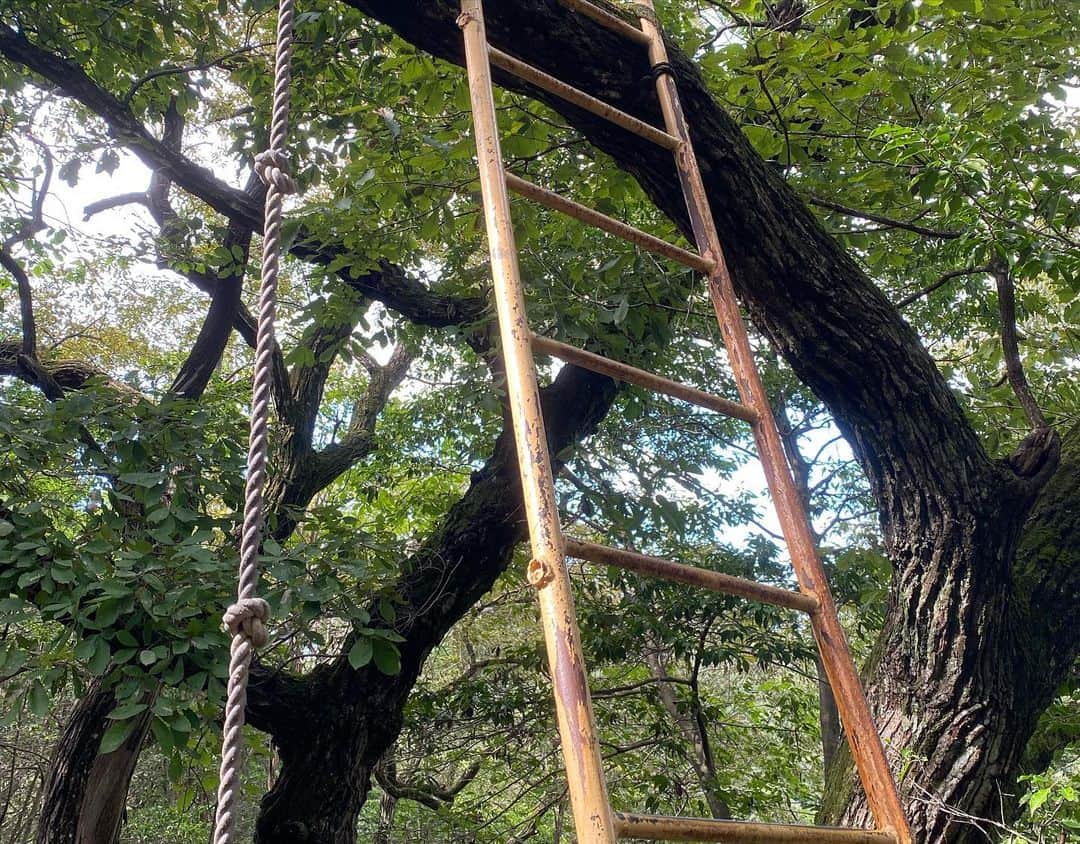 渡辺安里さんのインスタグラム写真 - (渡辺安里Instagram)「いつかの写真 木登りした日🌳 人が誰もいない穴場で少年になりました🤣 #でも本当は#はしご登っただけ#怖すぎてはしごから足を外せなかった#楽しかたった#名古屋#名古屋モデル#モデル#森林#japan#nagoya#model」9月29日 13時49分 - anriwatanabe