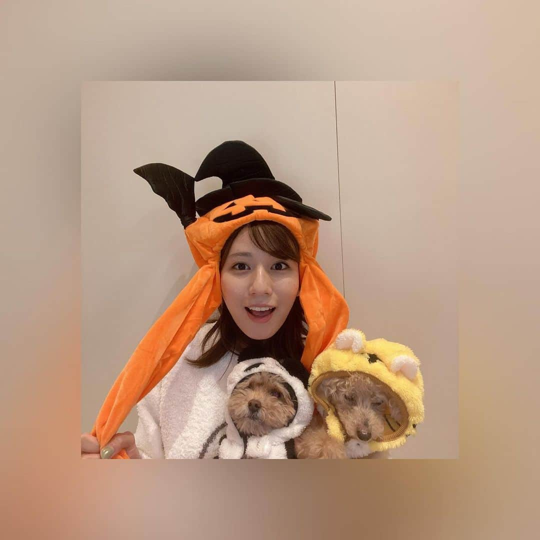 堤礼実さんのインスタグラム写真 - (堤礼実Instagram)「🎃 Happy Halloween! . 今年はかぼちゃとトラとパンダになりました🐯🐼 皆さん素敵なハロウィンをお過ごし下さい☆ . #我が家は選挙特番を観ながらたこ焼きパーティー🐙 #今年もまた #母がノリノリでハロウィングッズを買っていました🎃 #りんさんカメラ目線をくれず #あんさんバッチリカメラ目線」10月31日 20時00分 - reimi_tsutsumi1123