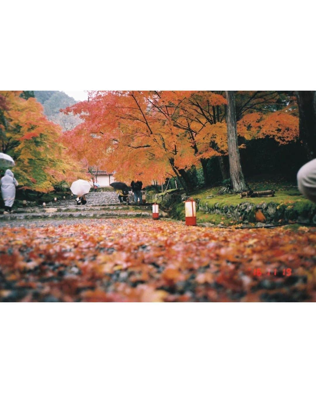 柳生みゆさんのインスタグラム写真 - (柳生みゆInstagram)「🍁🍁🍁 秋晴れの最高に気持ち良い日。  紅葉といえば、5年前（そんなに前なのか、、！）に京都で撮影したNHK『ニッポンぶらり鉄道旅』が今日のお昼12時半から再放送されるみたいです☺︎ ここ最近何度か再放送あったみたいだけど観てくれた方いるかな、、？🍁 紅葉がとっても綺麗な時期に京都のトロッコ列車に乗ったり、仁和寺に行ったり秋大満喫しているので、京都旅行に行かれる方の参考になったり、一緒に秋満喫してもらえれば☺︎☺︎ 4・5枚目の写真は当時、自分のフィルムカメラ持って行ってロケ中に撮影したもの📸 #所沢航空記念公園  #紅葉」11月25日 7時43分 - miyu_yagyu