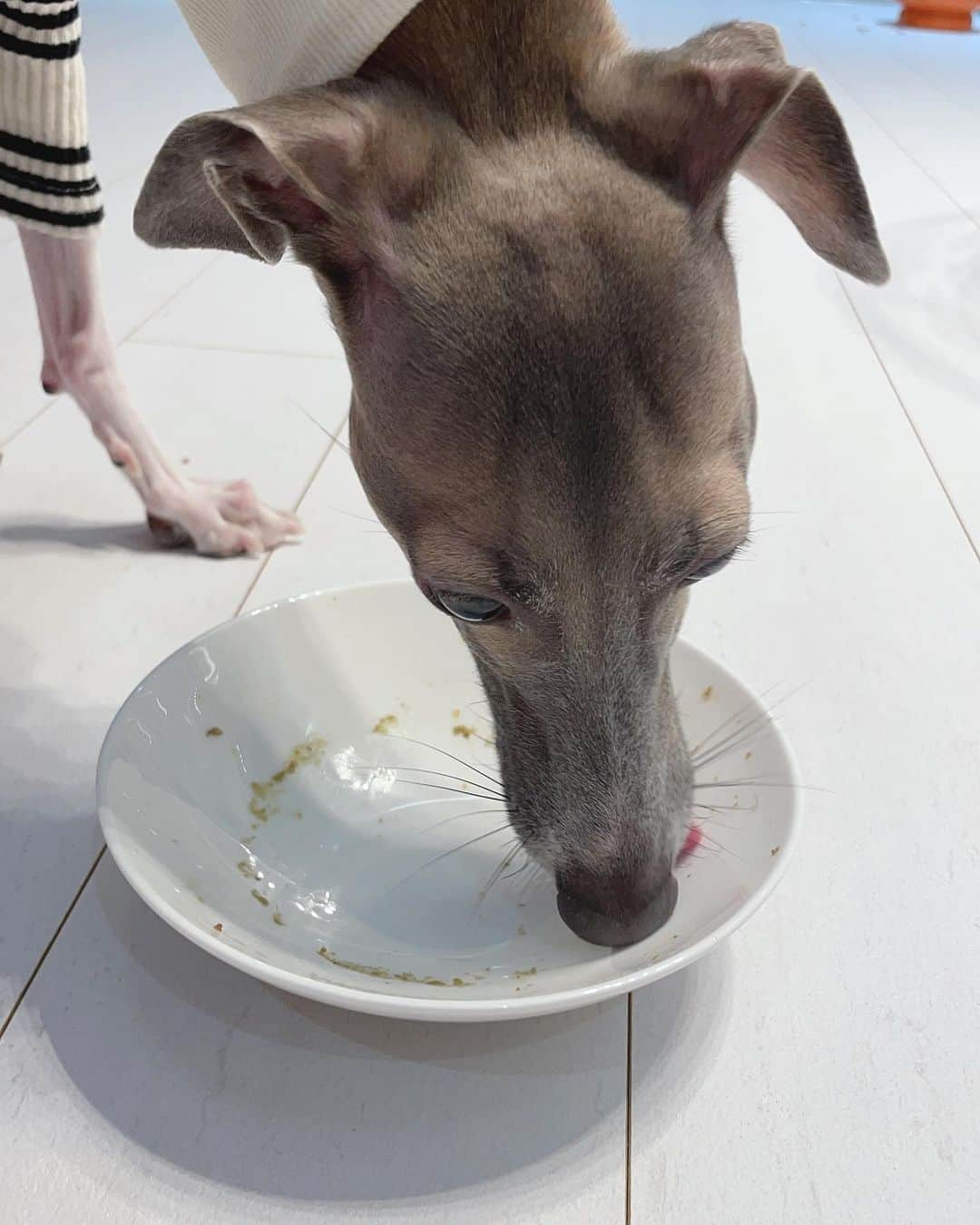 イ・サガンさんのインスタグラム写真 - (イ・サガンInstagram)「엄마아빠! 🐕 산타할아버지가 크리스마스 선물을 주고 갔나봐요! 빨리 열어주세요~! 세상에 😱 이렇게 맛있는 음식은 루루 인생에 처음이에요😱  앞으로 건강하고 단어 공부도 많이 하는 루루가 될게요 내년에도 생음식 많이 주실거죠?!  메리크리스마스 멍!🎄🐕🎄💕  #닥터독 #고메화식 #협찬 #루루는2년째닥터독먹었어요 #drdog #petfood #gometpetfood #루루 #lulu」12月25日 11時24分 - leesagan