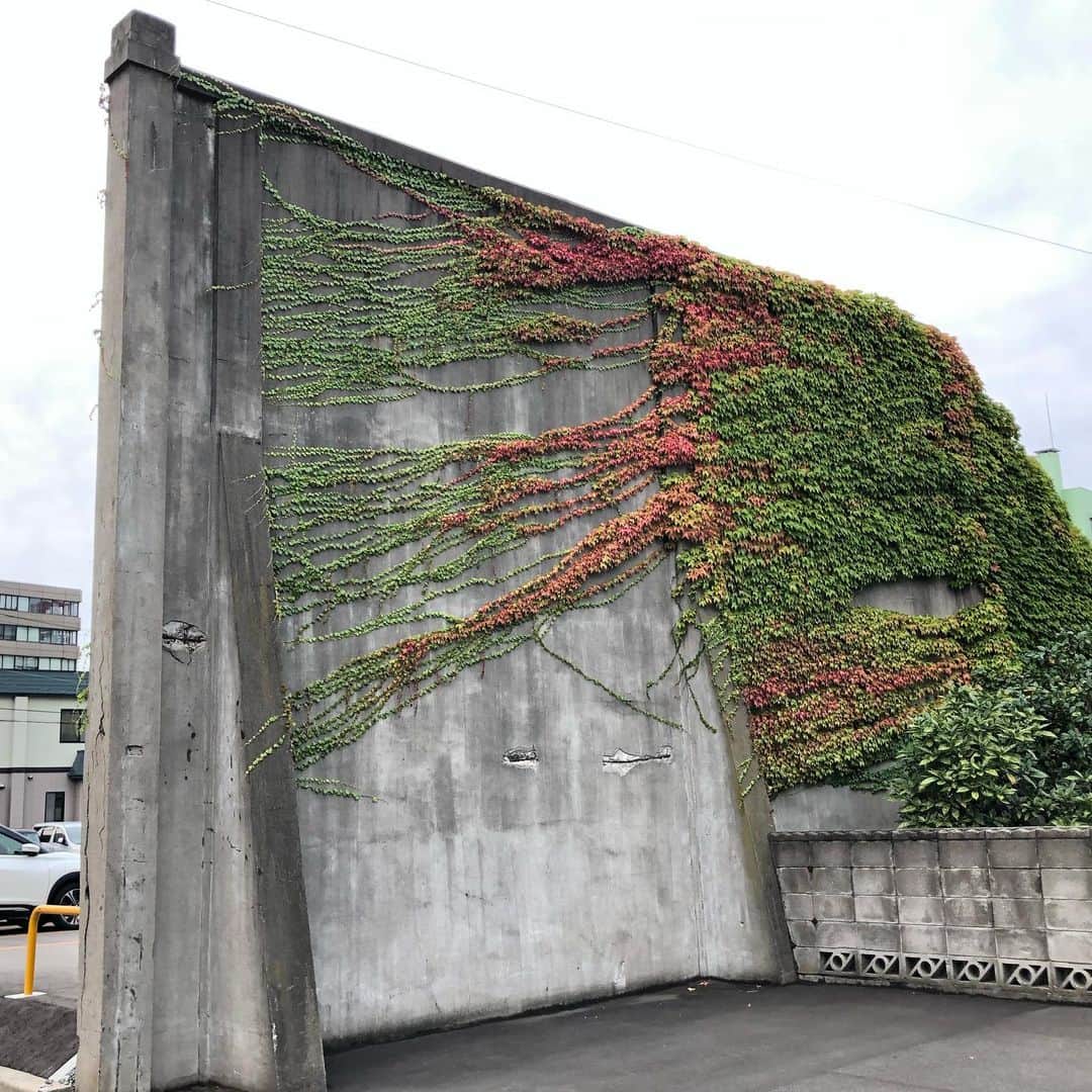 能町みね子さんのインスタグラム写真 - (能町みね子Instagram)「青森の壁🍁何の跡なのか実態不明だけどきれい🍁しばらくあとには真っ赤になっていた🍁🍁🍁」12月26日 14時42分 - nmcmnc