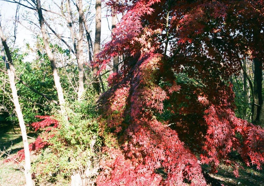 仁村紗和さんのインスタグラム写真 - (仁村紗和Instagram)「2021秋散歩」12月28日 20時38分 - sawa_nimura