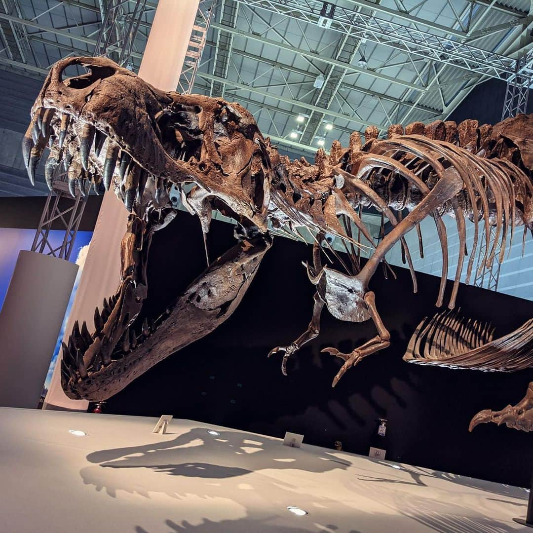 種田梨沙さんのインスタグラム写真 - (種田梨沙Instagram)「🦖  夏のお楽しみといえば恐竜展！  今年は見に行けて良かった！ グッズも爆買いしてしまいました笑  恐竜と骨格標本は永遠のロマンである…  来年もどんな恐竜展に出会えるのか 今から楽しみです✨  #恐竜科学博 #最終日に行きました #ギリギリセーフ」12月31日 0時00分 - tane_da_dayo