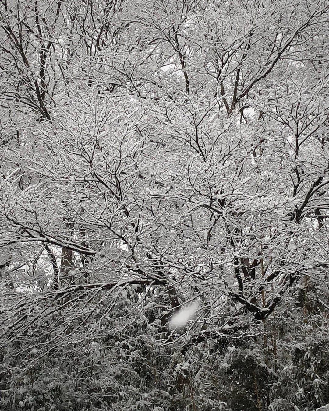 野澤しおりさんのインスタグラム写真 - (野澤しおりInstagram)「私の住んでるところは めったに雪❄️が降らないので、雪だるまを 作ったことが ほとんどなくて…💦⛄️  雪を丸くするのが けっこう難しくて頭の形が…(^◇^;) 木の枝に雪が積もって 桜みたいで きれいでした✨  #雪だるま #野澤しおり」1月7日 17時36分 - n_shiori_ta