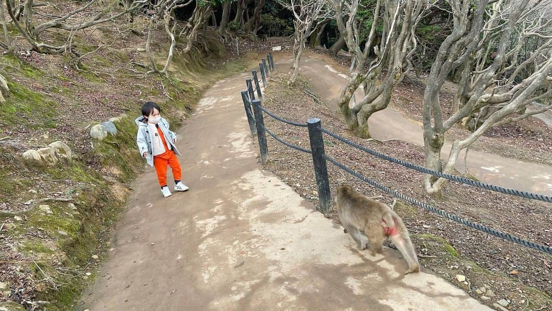 石塚錬さんのインスタグラム写真 - (石塚錬Instagram)「👦💬「小さいお猿さん、いっぱい食べてね🐵🐒❤️」 #1.オトナ猿を警戒しながらコドモ猿さんにエサをあげるレン🐒 #2.わんこそばのように次々とあげるレン🍜 #3-6.少しずつおサルに近づくレン🐒 #映画999 の出演にコメントくれた方ありがとうございました🥳🌟 . 👩💬「Little monkey, eat a lot🐵🐒❤️」 #1.Ren feeding a child monkey while being wary of an adult monkey🐒 #2.Ren feeding one after another🍜➿🔜 #3-6. Ren approaching the monkey little by little🐒〰️ #Thank you to those who commented on the appearance of movie 99.9. 🥳🌟 . #猿 #えさ #餌 #エサ #りんご #落花生 #monkey #feed #apple #nuts #원숭이　#에사 #ลิง #ให้อาหาร #monyet #memberimakan #猴 #喂养 #石塚錬 #成長日記 #ishizukaren #renishizuka #이시즈카렌」1月10日 19時00分 - ishizuka_ren