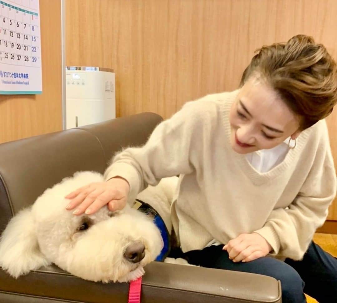 西川史子さんのインスタグラム写真 - (西川史子Instagram)「今日は、母校の聖マリアンナ医科大学病院のリハビリ科の外来に行って来ました。勤務犬のモリスにも会えました。勤務犬とは、患者さんの治療に対する補助療法として、動物を介在させる治療法で、チームの一員となる犬のことです。単にナデナデして癒されるだけではなく、手術室に行きたがらない子供が笑って犬と一緒に、手術室に入っていけるようになるそうです。高度先進医療を担う大学病院に失われたものを取り戻し、本当に患者さんの気持ちを理解してあげないといけないと考え、全国で殆ど導入されてない中、ご尽力された北川学長は、私にも「大丈夫だよ。母校は味方だから。」とおっしゃってくださり、失ったものは沢山ありますが、今後の医師としての人生を考える良い機会にしようと思えました。 #聖マリアンナ医科大学 #聖マリアンナ医科大学病院 #勤務犬 #モリス」1月15日 14時00分 - dr.ayako_nishikawa