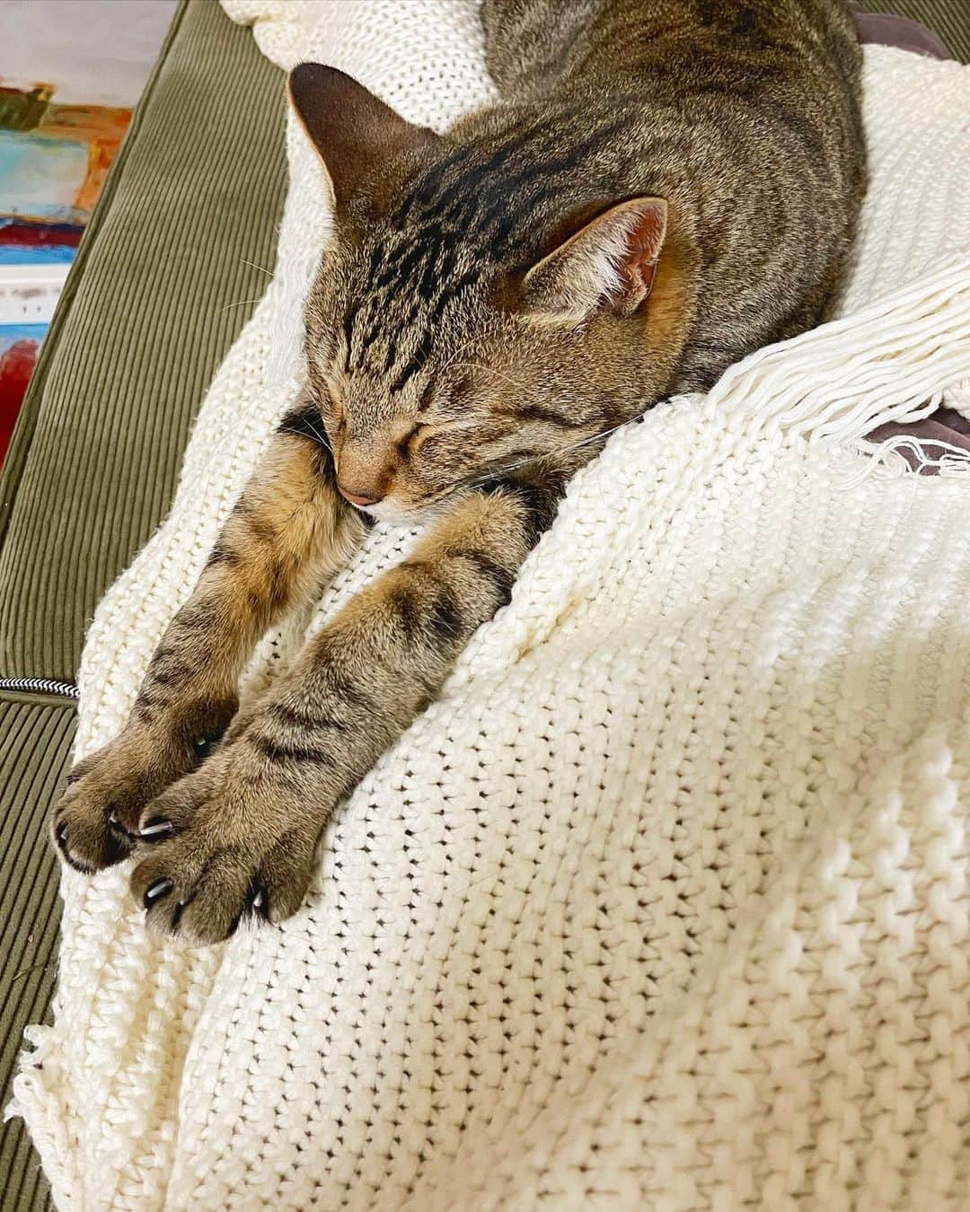 柳ゆり菜さんのインスタグラム写真 - (柳ゆり菜Instagram)「うちのニャンコの 至福の時間。🐈  自らの爪でビリビリに破いた お気に入りのブランケットと、 飼い主の足の間。  飼い主動けない。  #猫 #キジトラ」1月23日 17時27分 - yurinayanagi__