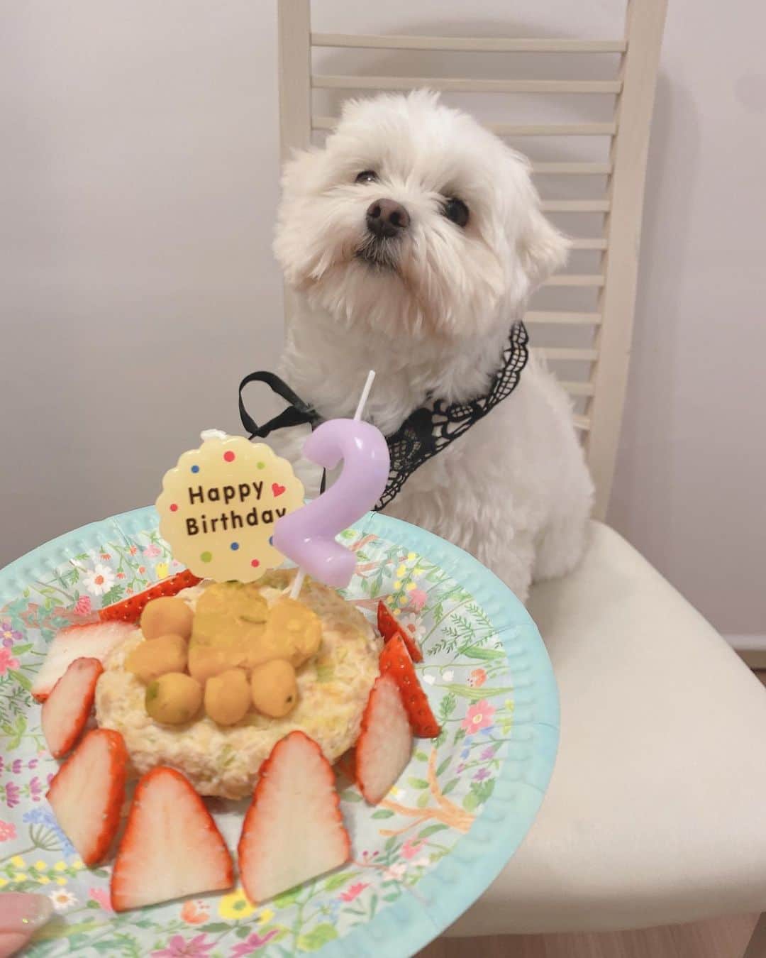 西澤由夏さんのインスタグラム写真 - (西澤由夏Instagram)「2才のお誕生日おめでとう🎂🐾  ダイエット中なので、 今年は母親手作りの鶏肉ハンバーグで お祝いです🍽  私はお散歩バッグをプレゼント🎁 (喜んでる？笑)  うちに来てくれて有難う☺️  #愛犬 #マルチーズ #誕生日」1月25日 20時53分 - yknszw