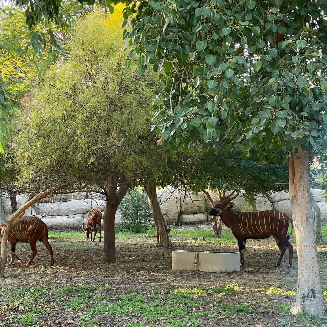 小泉里子さんのインスタグラム写真 - (小泉里子Instagram)「Dubai Safari Parkへ。  息子とはじめての動物園。 いつも絵本で見てる 動物園たちを見たら どんなリアクションを するのだろうと思ったら ずっと「ゔぉぉぉぉぉぉ」と 唸っておりました。笑  昼寝してたゴリラ。 起きて薄目でこっちを見だけど また寝たっていう。 たまらなくツボだったな。笑  園内広くて、 今回はアフリカエリアしか 見れなかったけど、 楽しかった〜。  ドバイは今、ベストシーズンだから外遊びをいっぱい楽しみたい。 夏になると暑すぎて遊べなくなるからさ。 #satokodubai #dubaisafaripark」1月28日 15時11分 - satokokoizum1