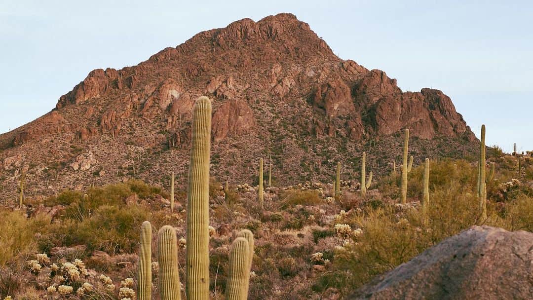 白石阿島さんのインスタグラム写真 - (白石阿島Instagram)「Saguaros scattered Amidst sun-baked, rust-hued rocks The desert calls thee  #ad #DoveMountain @harpersbazaarus @ritzcarlton」2月8日 9時48分 - ashimashiraishi