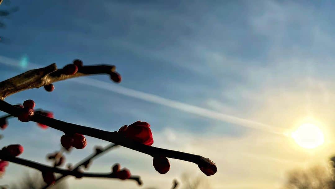 小西遼生さんのインスタグラム写真 - (小西遼生Instagram)「雪中四友のひとつ。蝋梅。 昨日は青空の下、西日に照らされ輝いてたけど、雪の中で咲くとても甘く良い香りのする花。子供の頃からこの花のほのかな色や香りが好きなんです。 その隣には早咲きの紅梅の蕾が次々と開いていて、もうすぐ春ですね。  本日は荒天予報ですが、どうぞお気をつけて。  #SLAPSTICKS 本日2公演です！  #彩撮り」2月10日 11時43分 - ryosei_konishi_official