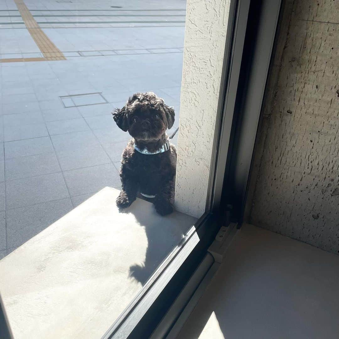 武藤彩芽さんのインスタグラム写真 - (武藤彩芽Instagram)「. わんわんの日🐶♡  カフェでテイクアウトのキャラメルラテを注文していたら まだー？って外から覗いてきたお利口さん☕️  ここのカフェは、外にリードフックがあってありがたかったです♡  #ワンワンの日　#わんわんの日 #いつも幸せをありがとう #癒し　#ペキプー　#愛犬」2月11日 17時53分 - mutoayame