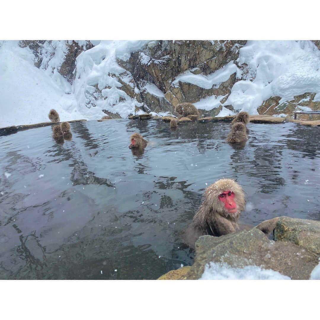 尾島早都樹さんのインスタグラム写真 - (尾島早都樹Instagram)「ババンバ バン バン バン い〜い湯だなっ ウキキ🐒♨️  冬の #地獄谷野猿公苑 へ取材に❄️  お風呂に入る #スノーモンキー  ついに拝むことができました🥺❤️❤️  みんな気持ちよさそうに入っていて その顔🐵を見るだけで幸せで 周りが引くくらい ずっと感動していました😭❤️  今シーズンは数年ぶりに しっかり雪が降っているので 温泉に浸かるおさるの姿も 多く見られるそう！  ＧＷに生まれた赤ちゃんたちも 元気そうでした🐵🍼♡  #ふるさとライブ #おじマル調査隊 🕵️‍♀️🔍では 今後もおさるたちを調査し続けます！  たくさんの可愛いと癒しをありがとう！！！！！  #長野放送 #ふるさとライブ #アナウンサー #女子アナ #信州 #長野県 #山ノ内町 #地獄谷 #ニホンザル #スノーモンキー #野生猿 #猿 #猿愛 #猿好きな人と繋がりたい #🙈🙉🙊 #🐒 #温泉 #いい湯だな」2月11日 22時57分 - ojima_satsuki