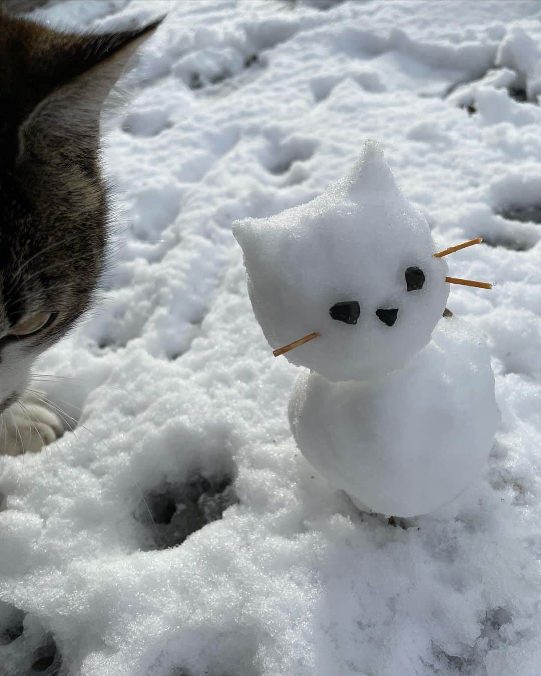 中野みやびさんのインスタグラム写真 - (中野みやびInstagram)「にゃんこ雪だるま~~~^._.^❄️   #ねこ  #雪だるま  #snowman #にゃんこ  #猫  #cat  #ねこすたぐらむ  #ねこのいる生活  #ねこ好き  #ねこら部  #ねこばか  #猫のいる暮らし  #猫部  #猫好き  #かわいい  #cute  #love  #雪  #snow  #white  #キジトラ  #茶トラ  #winter  #冬  #足跡  #にくきゅう  #中野みやび」2月18日 22時54分 - n_miyabi0123