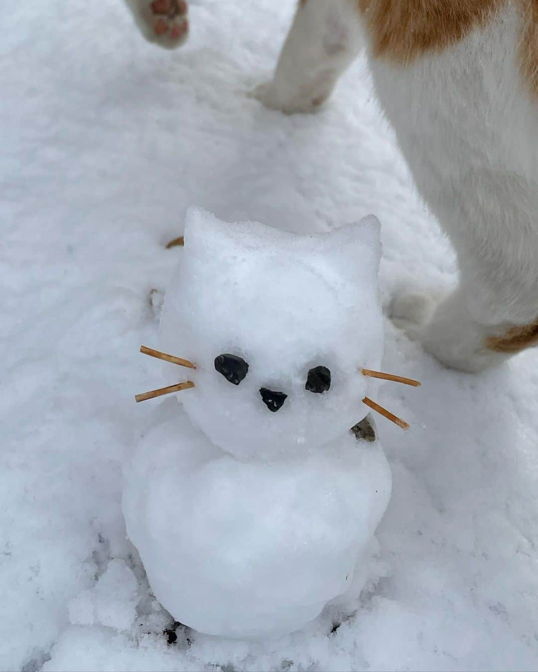 中野みやびさんのインスタグラム写真 - (中野みやびInstagram)「にゃんこ雪だるま~~~^._.^❄️   #ねこ  #雪だるま  #snowman #にゃんこ  #猫  #cat  #ねこすたぐらむ  #ねこのいる生活  #ねこ好き  #ねこら部  #ねこばか  #猫のいる暮らし  #猫部  #猫好き  #かわいい  #cute  #love  #雪  #snow  #white  #キジトラ  #茶トラ  #winter  #冬  #足跡  #にくきゅう  #中野みやび」2月18日 22時54分 - n_miyabi0123