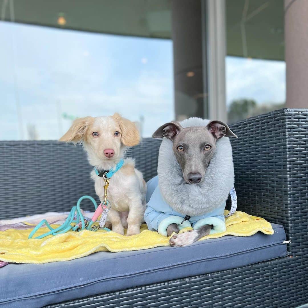 Azusaさんのインスタグラム写真 - (AzusaInstagram)「たくさんのワンコたちに囲まれて最高にしあわせな休日🐶💕 午後から雨予報だったので朝早起きしてドッグランへ連れて行ってたくさん運動してもらったよ🐾🌳 そのあと港を眺めながらランチして最高だね😋 私もロッキーとエルもみんなでリフレッシュ☺️」2月19日 18時13分 - az.dancy