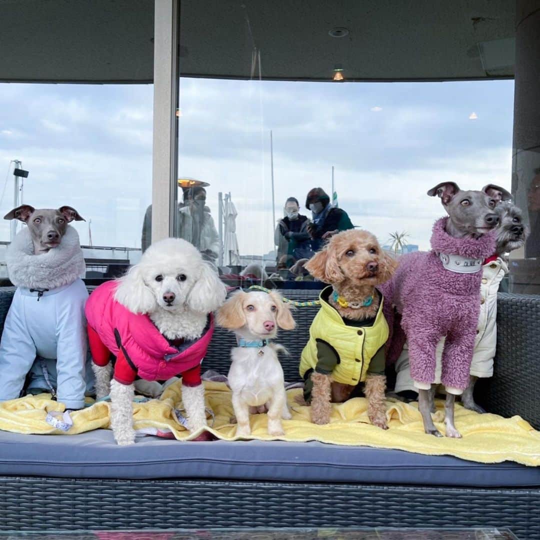 Azusaさんのインスタグラム写真 - (AzusaInstagram)「たくさんのワンコたちに囲まれて最高にしあわせな休日🐶💕 午後から雨予報だったので朝早起きしてドッグランへ連れて行ってたくさん運動してもらったよ🐾🌳 そのあと港を眺めながらランチして最高だね😋 私もロッキーとエルもみんなでリフレッシュ☺️」2月19日 18時13分 - az.dancy