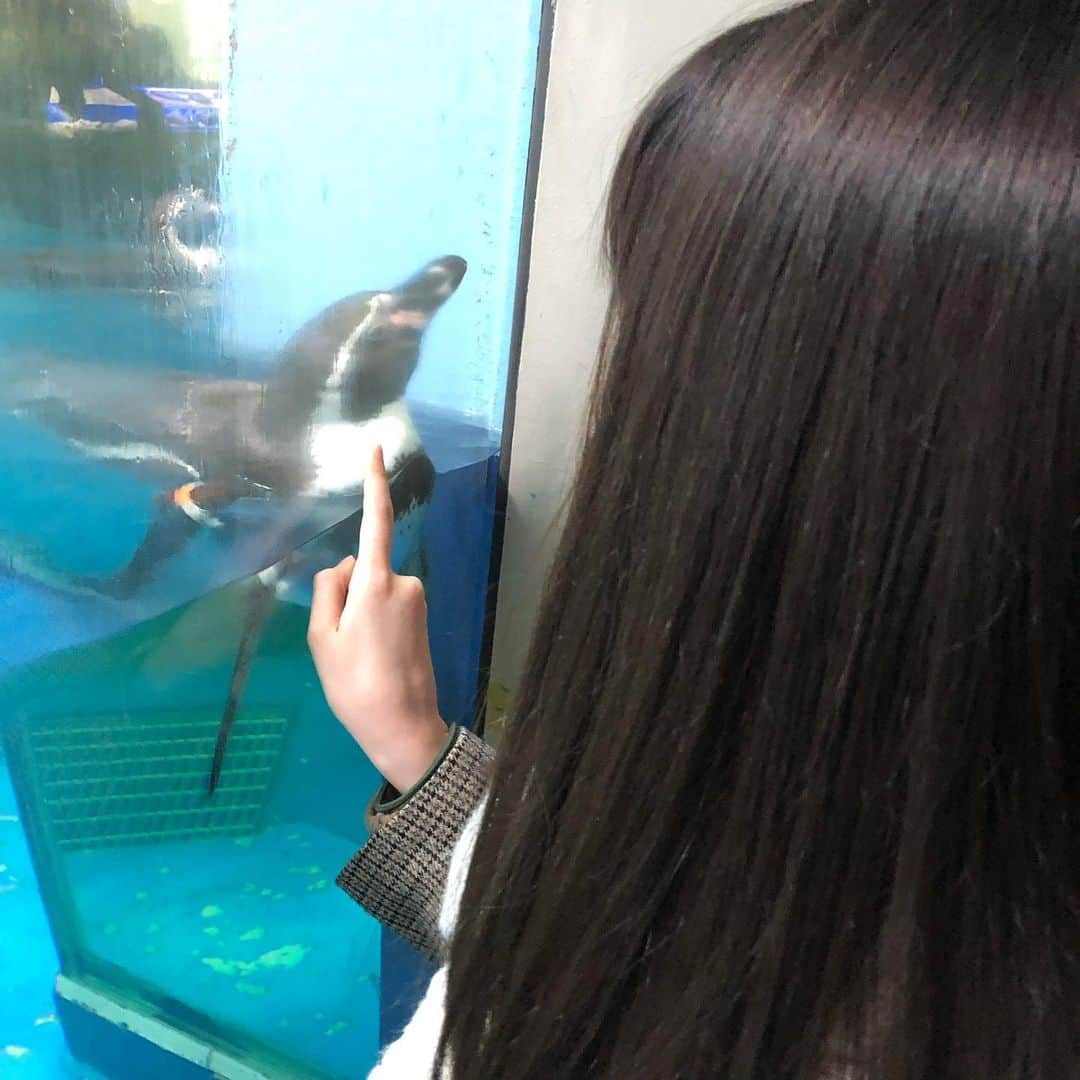 東城茉里さんのインスタグラム写真 - (東城茉里Instagram)「ガラス越しに片目づつ見てくるペンギン可愛かった！ 水族館たのしいねえ　ずっといれるねえ」2月20日 0時51分 - tojomari_