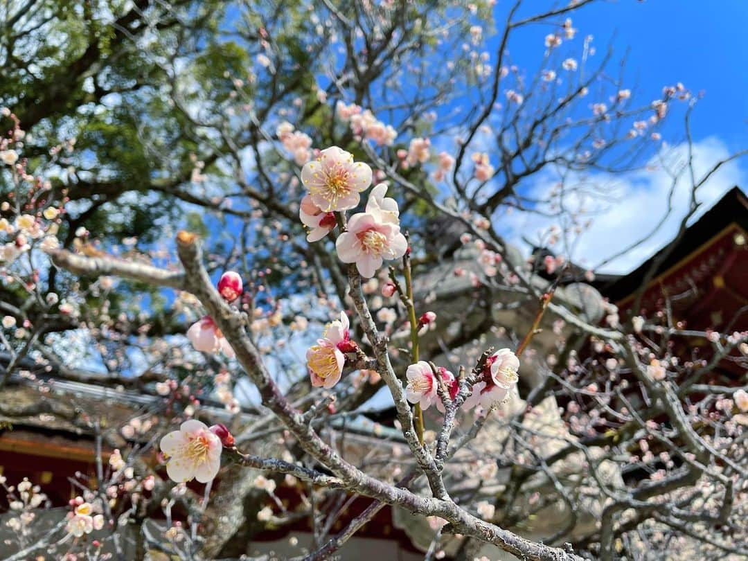 小野彩香さんのインスタグラム写真 - (小野彩香Instagram)「美しい梅に癒されました☺️ 2/24(木)オンエア予定です。  #梅 #梅特集 #ももち浜S特報ライブ #おのしら」2月22日 14時24分 - onoayaka_official