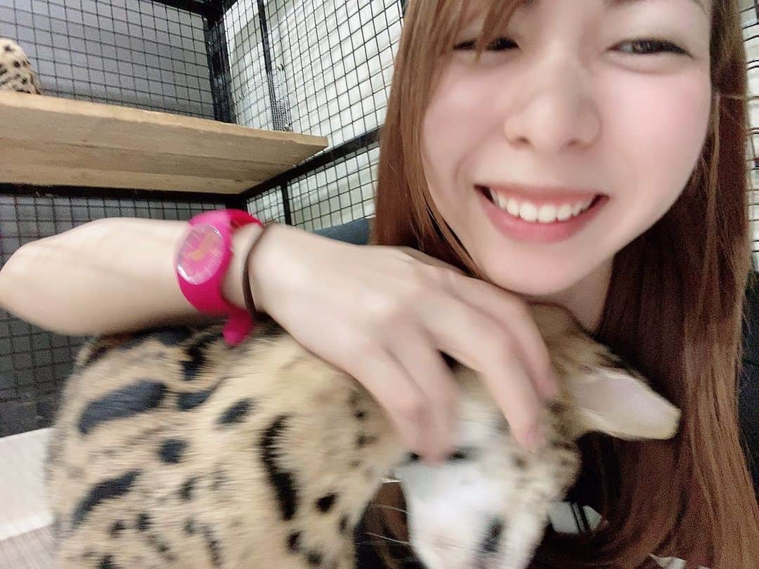 竹原三貴さんのインスタグラム写真 - (竹原三貴Instagram)「・ ・ ・ スーパー猫の日ということで 特定動物のサーバルキャットを 触らせてもらった時の写真🤳を...  獰猛な猛獣と聞いていたのですが とても大人しくて、可愛いくて トリコになってしまいました😻✨  빅 귀여운고양이와 만났어요🐅  #猫の日 #スーパー猫の日 #スーパーねこの日 #supercatday  #サーバルキャット #特定動物 #servalcat #ネコ #ヌコ #ヌコスタグラム #catstagram」2月22日 22時26分 - miki_takehara