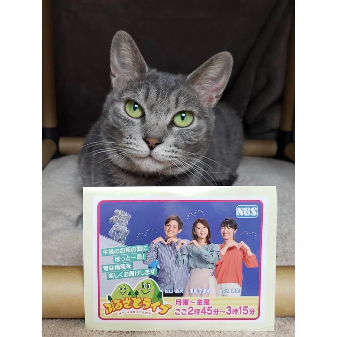 尾島早都樹さんのインスタグラム写真 - (尾島早都樹Instagram)「スーパー✴︎猫の日🐈🧶  長野市内にある #保護猫ハウス 『#信州猫日和』さんを取材しました🏠🎤  猫カフェじゃなく保護猫ハウスって 珍しいですよね？  ここでは、 様々な理由で保護された猫たちが生活していて、 ふれあえるだけではなく、 猫ちゃんとマッチングすれば 新しい飼い主になることもできます。  ここのねこちゃんたちは 自分からすりよってきてくれる子がいたり、 撫でると気持ちよさそうにごろんとしたり。  きっと保護されてからボランティアの方や 猫日和の施設の方々に 大切に大切に育てられてきたんだな、と 穏やかな表情からも伝わってきます。  ここに暮らす猫ちゃんたちが ステキな新しい家族と出会って しあわせな生活がおくれますように。  ステキな子ばかりなので ぜひみなさんも会いに行ってみてください☺️🐾  改めていのちのたいせつさに気付かされた 今年の #猫の日 でした。🐈  #長野放送 #ふるさとライブ #アナウンサー #女子アナ #取材 #猫の日 #スーパー猫の日 #にゃんにゃんにゃん #ねこすたぐらむ #保護猫ハウス #長野市 #長野県 #しあわせ信州 #保護猫 #2022年2月22日  #🐈 #🐈‍⬛ #🐾」2月22日 22時58分 - ojima_satsuki