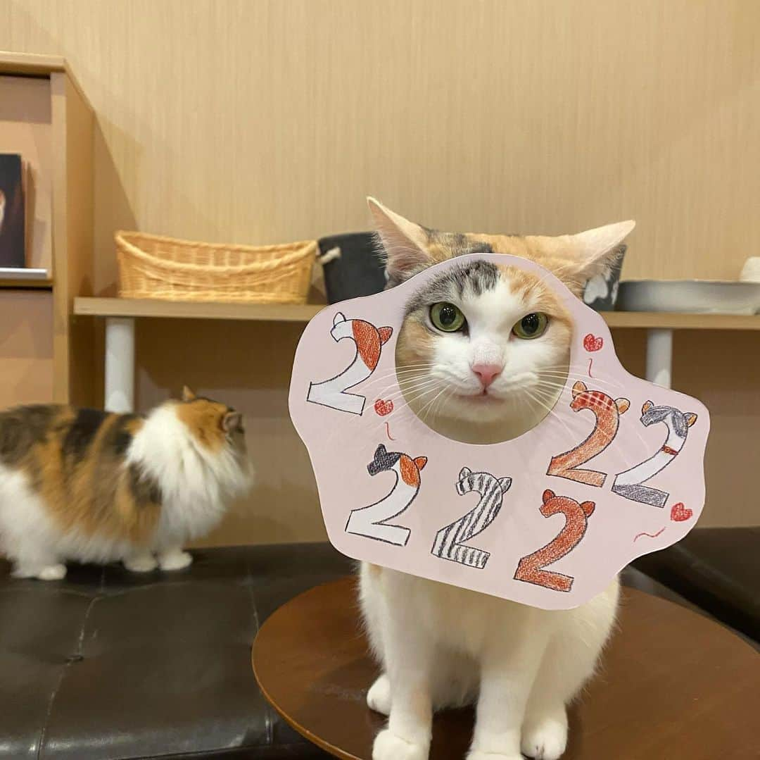 遠野愛さんのインスタグラム写真 - (遠野愛Instagram)「2022.2.22 スーパー猫の日🐈  今日は猫の御朱印ロケで猫好き参拝客と盛り上がれ イチめん、ボイスマで猫の魅力をたっぷり話せました😌  写真はキャナルシティの近くにある CatCafeOBCのパステルちゃん🍨 この日のために作った顔はめパネル、はめてくれました♡  4.5枚目は我が家のみるくさま お気に召さなかったのか不機嫌、、、笑 でもニコニコな時も不機嫌なときもどっちも可愛い☺️  スーパー猫の日の取材は 「めんたいニャイド」のジャケットを着て行いました！ マークも肉球🐈  世界中のねこさま、いつも癒しをありがとう！  #猫の日 #スーパー猫の日 #猫 #ねこ #ねこのいる生活 #猫のいる暮らし #猫カフェ #顔ハメ #明太ニャイド #深江神社 #catcafeobc」2月22日 23時23分 - ai.tono_fbs