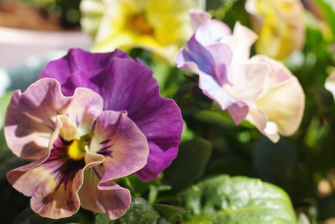 内山理名さんのインスタグラム写真 - (内山理名Instagram)「🪨🍃  春はもうすぐそこだね。  ビオラ日記。ビオラが、ここ数日で沢山綺麗な花を咲かせている。ブルーとピンクのグラデーションなどカラフルで可愛い〜。これからもっと咲いてくるので楽しみだなぁ。  #violaflowers  #ビオラ」2月25日 12時12分 - rinauchiyama_official