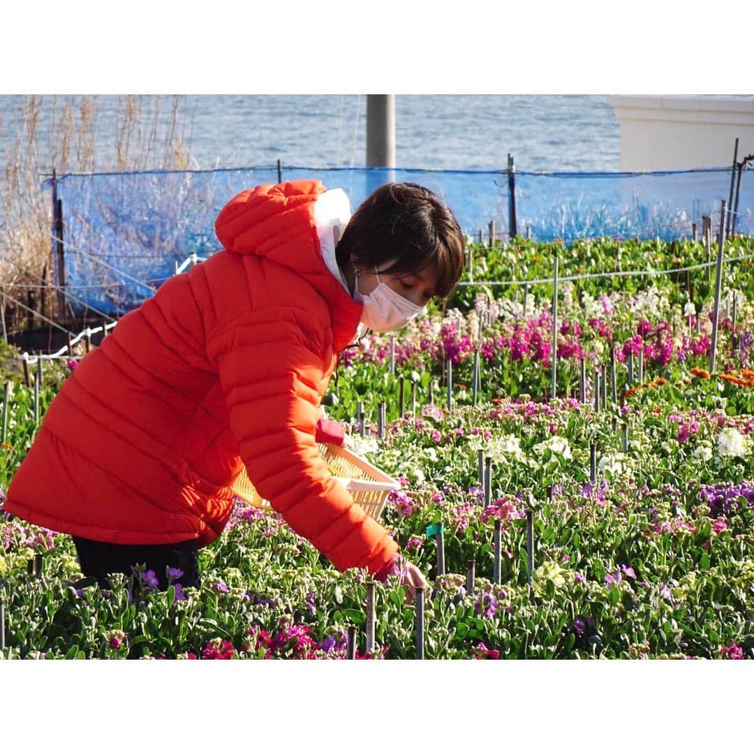 佐藤美希さんのインスタグラム写真 - (佐藤美希Instagram)「昨日放送されましたテレビ東京「よじごじDays」 ご覧いただいた方ありがとうございます！ ⁡ サイクリング旅第4弾は南房総編！ ⁡ 今回もハプニングあり。 毎回何が起こるか分からないですね🤣 ⁡ 一足先に春を感じて、絶景も見られました💐 初めて日没までにゴールはできたけれど、、、後日晴れた日の茜空は絶景でしたね あの大雨から晴天への変わり様は、驚いた！ ⁡ そして、今回も食べまくり！！！ 海の幸づくし🐠🐚🦐 食いしん坊→雨女。 よじごじDaysのロケでは自分でも気付かなかった新しい私が見られます笑 ⁡ ⁡ 衣装 ブラウス→ @chiccalualdiofficial  スカート→ @chiccalualdiofficial  ピアス→ @siri_siri_official  靴→ @randa_pic  ⁡ #よじごじDays #サイクリング旅 #南房総 #絶景 #このパフェ朝ご飯にぺろり #4枚目のこの子たち #幸せの黄色いてるぼう #てるぼう効果 #次回から私のバディかな #花摘み #chccalualdi #sirisiri #ガラスのピアス可愛かった💎 #randa #第5弾 #どこになるのか #完璧ゴール目指します」2月26日 13時21分 - satomiki0626