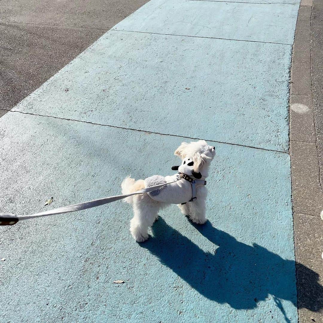 越智ゆらの（ゆらゆら）さんのインスタグラム写真 - (越智ゆらの（ゆらゆら）Instagram)「ドッグラン🐕行ってきた 良い休日~◎  #bishonfrise #chihuahua #mixdog #dogrun」2月26日 17時43分 - yula1018