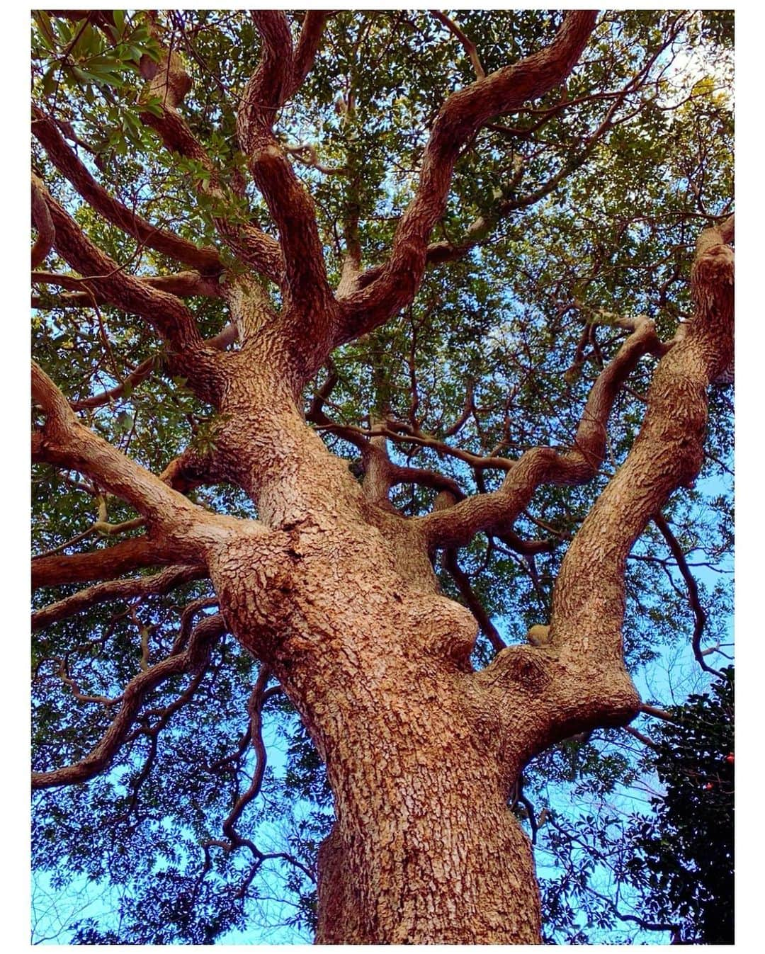 高橋万里恵さんのインスタグラム写真 - (高橋万里恵Instagram)「* タブの木ー🌳🌳🌳‼️ . . 奥松島にはトトロが住んでいそうな こんな立派なタブの木が💛　 . . 東北の沿岸部にその土地本来の木を植樹する プロジェクトに参加しておよそ9年！ . . 将来はこんな大木になるのかーと☺️ 仲良し林学博士の西野文貴さんと奥松島の森を フィールドワークしてきました🌳 . . 沿岸部の森は歩いてると急にひらけて海が見えるので大好きです🌳🏖✨ 「いのちの森」でお耳から森を感じて頂ければ😋 . . #宮城 #奥松島 #タブの木 #いのちの森 #鎮守の森のプロジェクト #タブノキ見つけて #2人でアイドルに会ったみたいなテンション #やっぱり東北が好き」2月27日 11時34分 - marie__takahashi