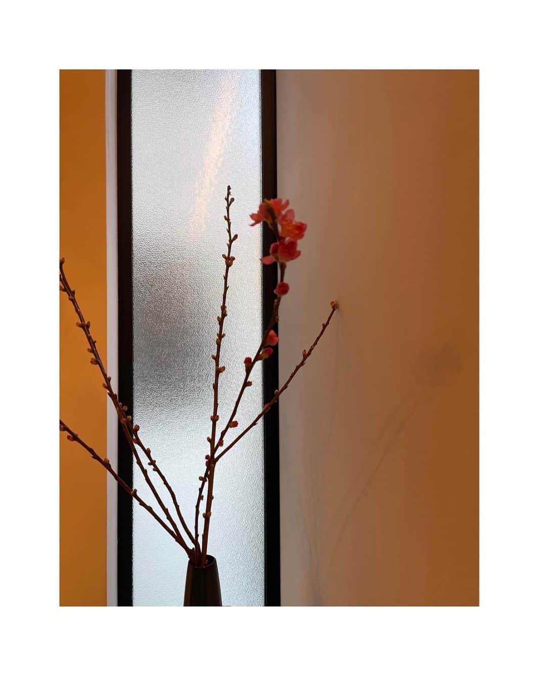 武井咲さんのインスタグラム写真 - (武井咲Instagram)「見るたびどんどん蕾が開いていくから チラチラと見てしまう。  春がすぐそこまで。🌸🌸」2月27日 17時27分 - emitakei_official