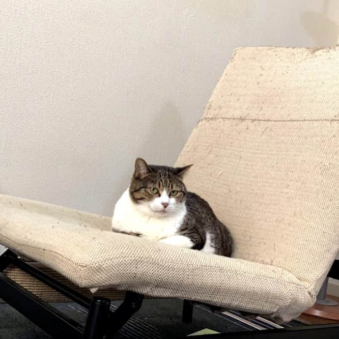 鴻池剛さんのインスタグラム写真 - (鴻池剛Instagram)「4年間で綺麗な椅子がキモい椅子になるまで」3月1日 12時22分 - tsuyoshiwood