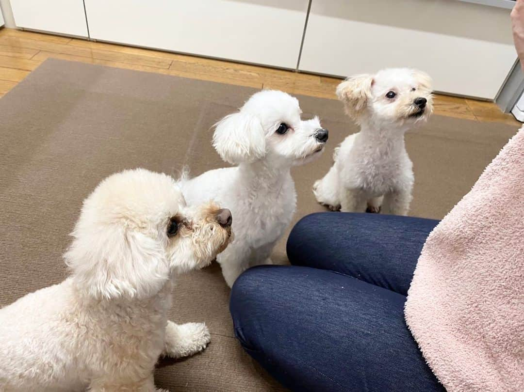 早見あかりさんのインスタグラム写真 - (早見あかりInstagram)「_ わんわんず🐶🐶🐶 ⁡ 右からおこめしゃもじハリー！ ⁡ ハリーはからだのサポートをしてもらっている夫の叔母さん(鍼灸師)のお家のわんちゃん✌️ ⁡ 鍼→ハリーです🐶 ⁡ すぐ近くに住んでいるのでみんな仲良し❤️ ⁡ ⁡ #ビションプーのおこめちゃん #マルプーのしゃもじくん #トイプーのハリーくん #裾上がっちゃってますよお嬢さん」3月1日 16時27分 - akari_hayami_official