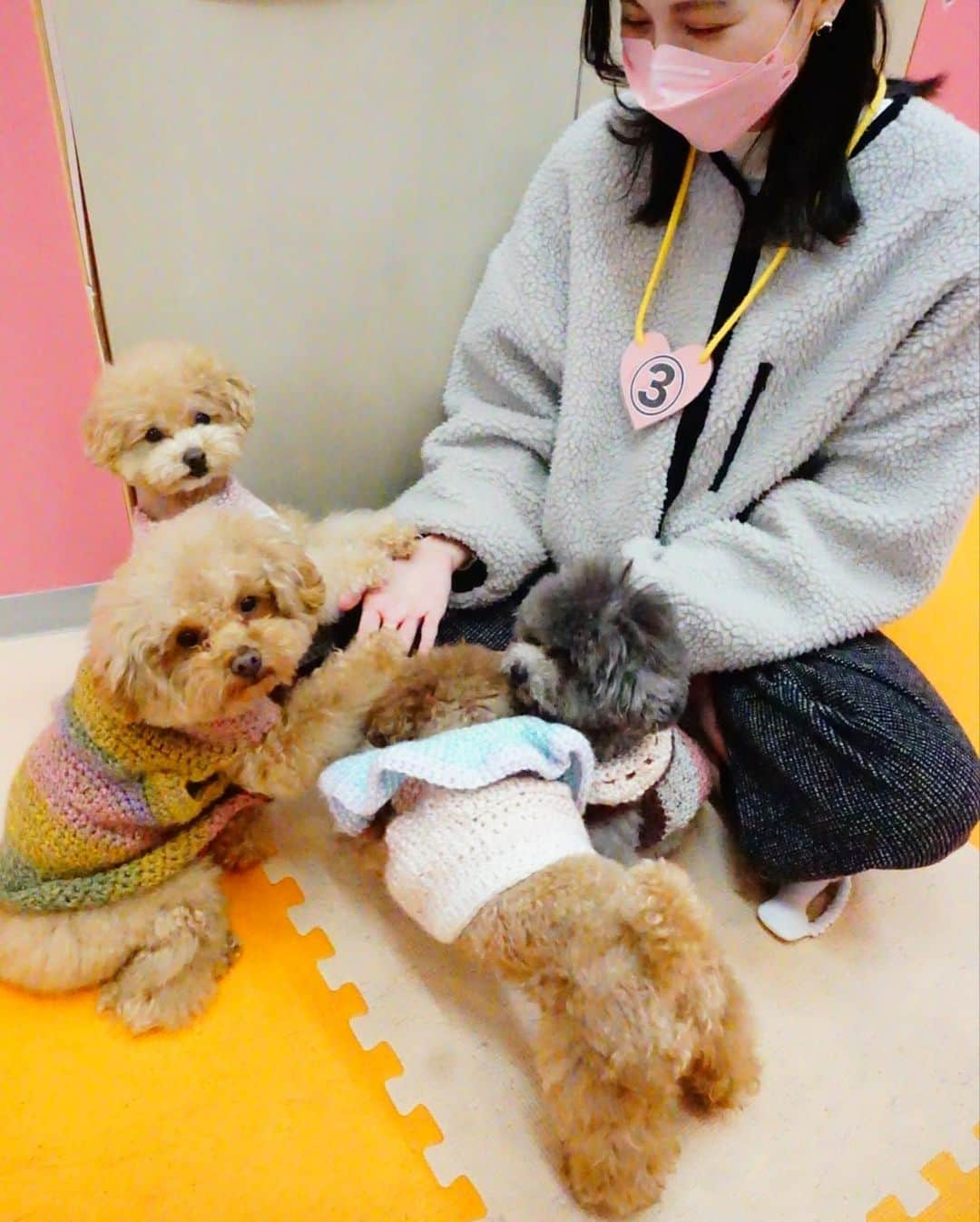 大塚まゆりさんのインスタグラム写真 - (大塚まゆりInstagram)「マイクロティーカップカフェに行ってきました🐶🐶  可愛くてとても癒されました〜♪  #ドッグカフェ #ティーカッププードル #プードルカット #テディベアカット #マイクロティーカップカフェ」3月2日 18時31分 - mayubaro