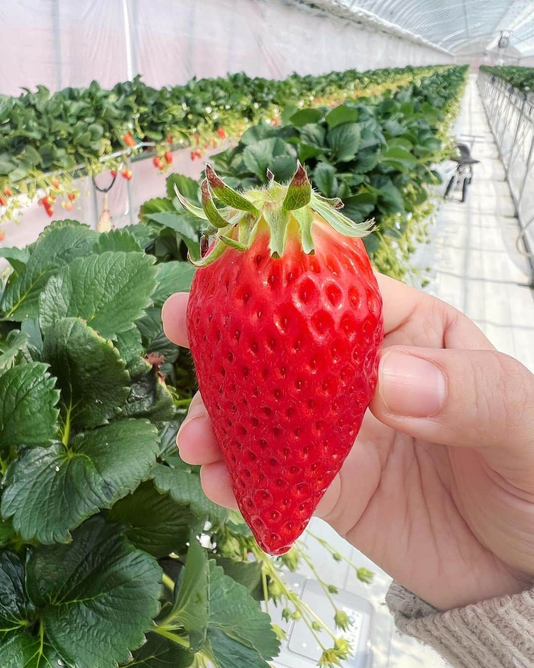 稲富菜穂さんのインスタグラム写真 - (稲富菜穂Instagram)「🍓🍓🍓😚❣️  夢追人ロケで、 やまもとberryふぁ〜むさんへお邪魔しました🙇‍♂️  素敵なお話を沢山聞かせて頂き、 心がポカポカ☀️  O.Aは3月12日！ KBS京都📺夢追人12時から是非ご覧ください😌❣️  そしてね、 帰りには苺も買わせて頂いてso happy🥳❣️  大・中・小の３つ買い✌️ お風呂上がりに絶対食べるねん😤😝🍓 イチゴ狩りも行きたいなぁ〜〜🌸  あ、髪切りました✂️  #夢追人 #KBS京都 #ロケ #農業 #いちご農家 #やまもとberryふぁーむ  #京都 #京都府 #南丹市 #南丹市八木町」3月2日 20時01分 - inatomi74