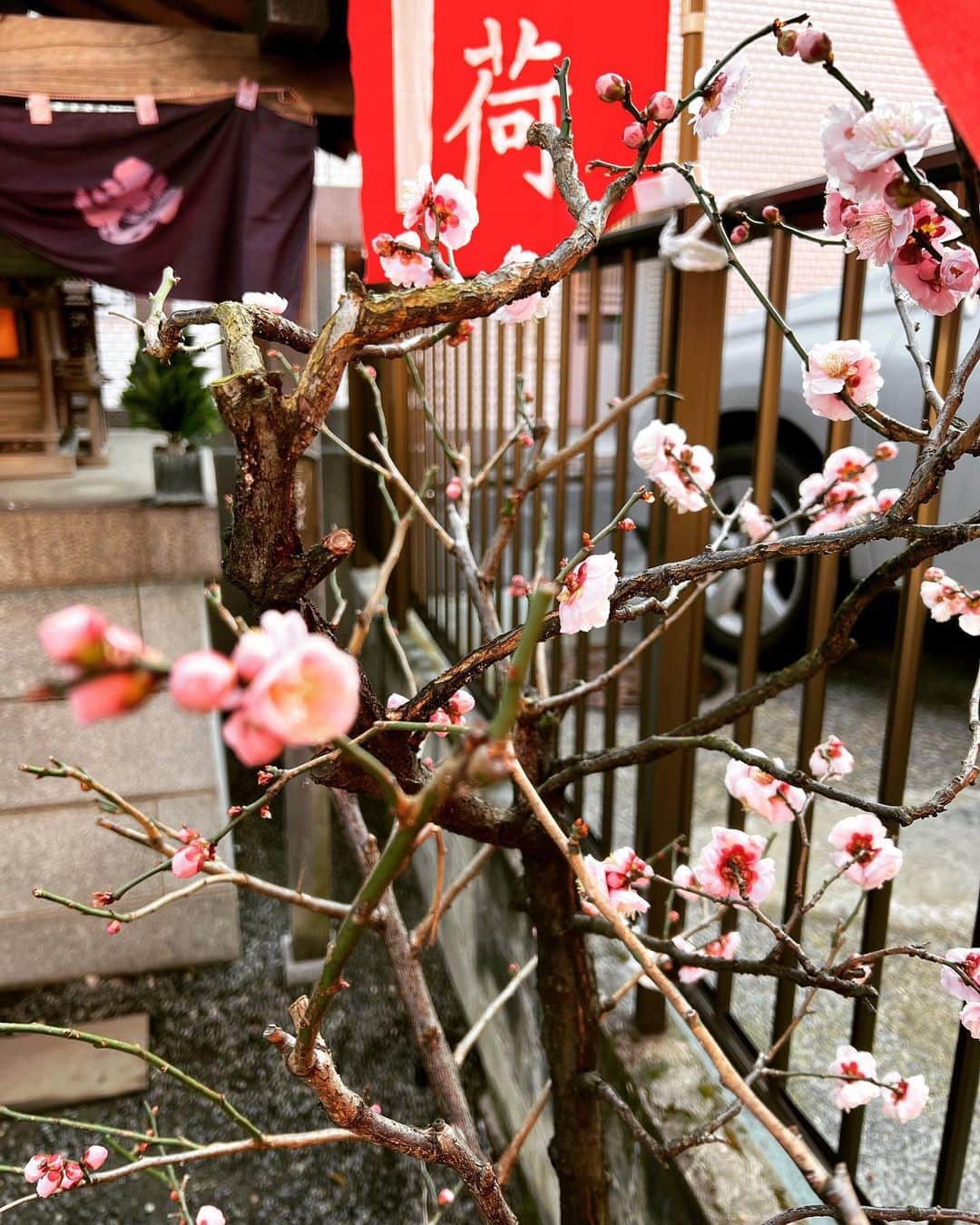 国生さゆりさんのインスタグラム写真 - (国生さゆりInstagram)「おはようございます💫桃の節句✨🎎✨すっかり忘れていました😩もう3月なのにも、内心で驚く。月日が経つのが加速的に早い🏃‍♀️✨#桃の節句 #忘れた #おはようございます #もう #3月 #国生さゆり」3月5日 8時53分 - sayurikokusho