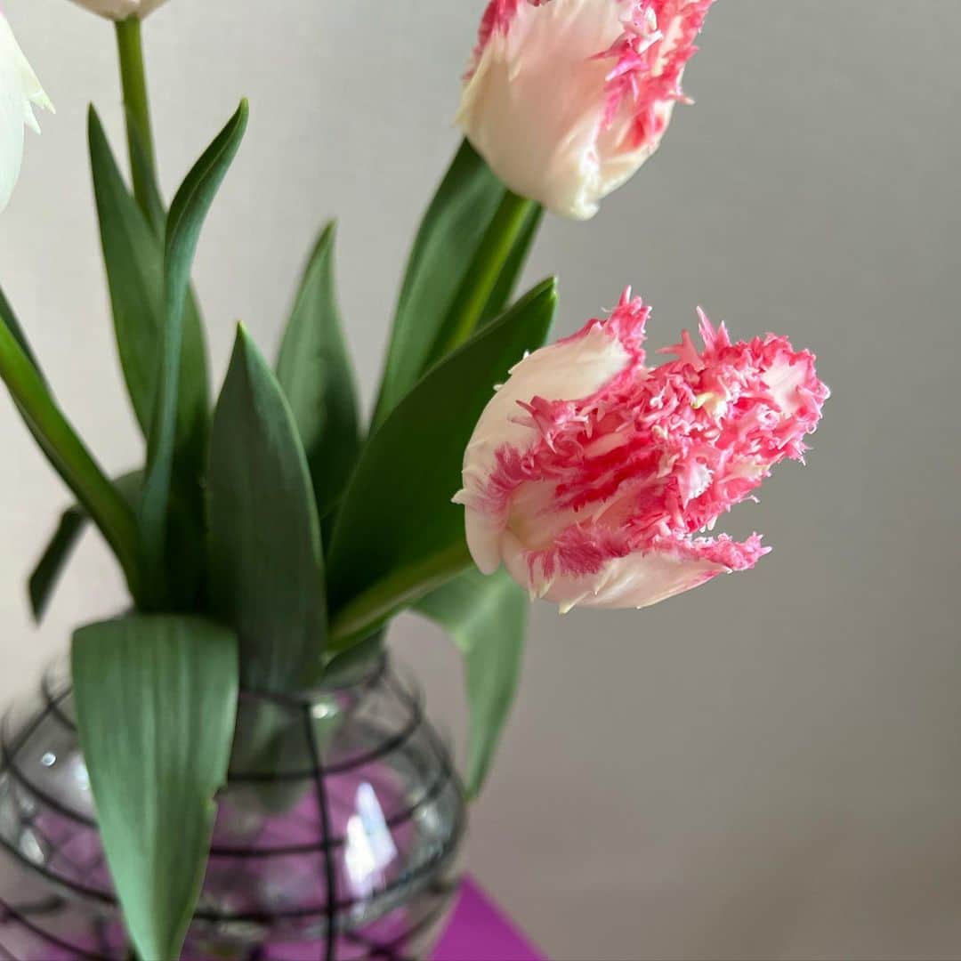 森川侑美さんのインスタグラム写真 - (森川侑美Instagram)「お花を買うと 掃除するモチベーションがグッとあがる🌷🌷💟  このチューリップの品種の名前がネグリジェ..zzz🛏 見た目も名前も柔らかくて可愛いのに 触ると痛いところもまた可愛い🦔♡  春だなぁ〜🥰 #march#spring#flower#🌷#interiordesign」3月5日 16時47分 - yumi.morikawa322