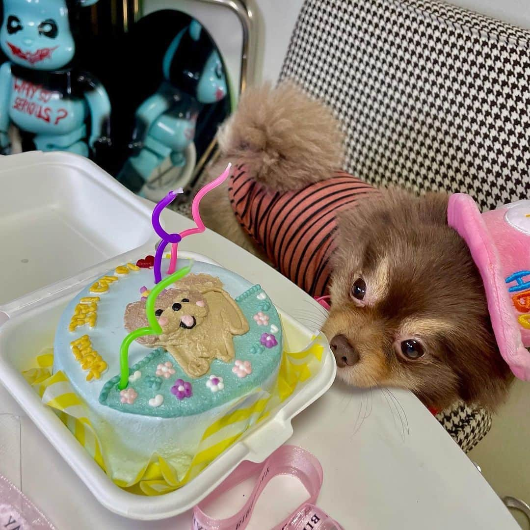 ジョンハさんのインスタグラム写真 - (ジョンハInstagram)「나만 신났던 너의 생일🧸🍰🍒 3번째 생일을 진심으로 축하해 이 세상에 태어나 내 곁에 와줘서, 이 세상 그 무엇보다 내게 소중한 존재가 되어줘서 너무 고마워 앞으로도 우리 함께 행복한 시간 보내면서 아프지말고 건강하게 사랑만 하자 목숨만큼, 목숨보다도 내가 정말 많이 아끼고 사랑해」3月5日 17時13分 - 1993kg