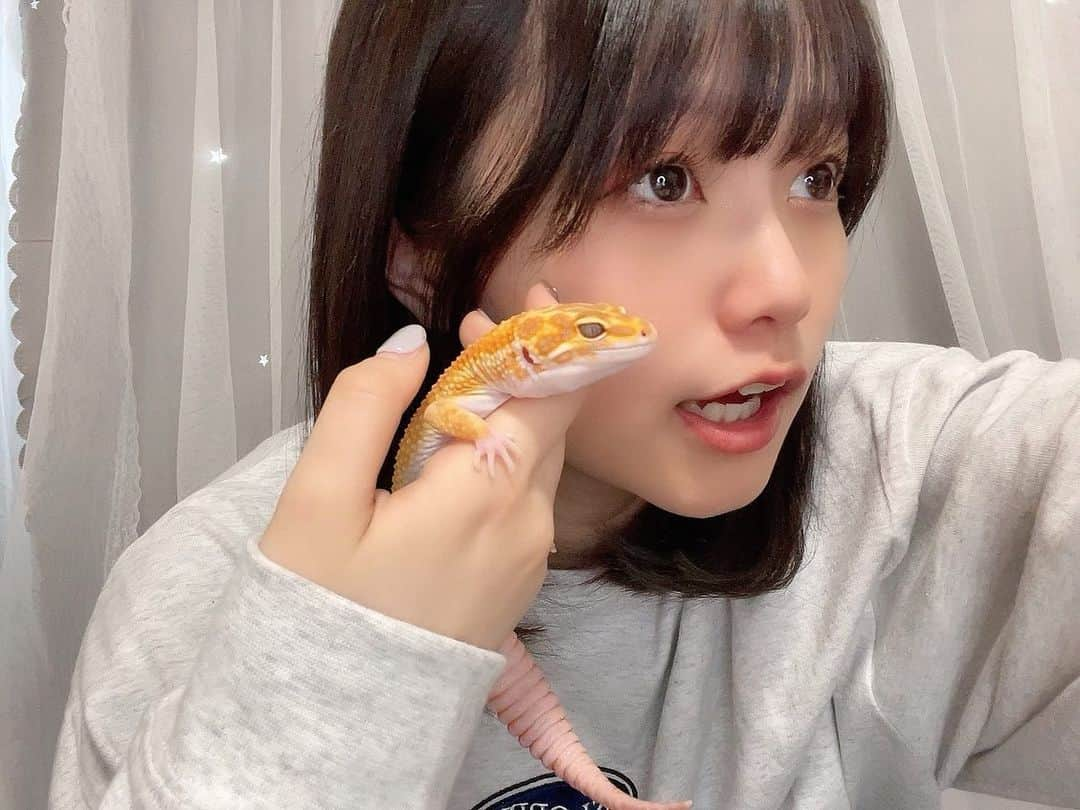 鹿沼亜美さんのインスタグラム写真 - (鹿沼亜美Instagram)「毎日の癒し🦎 さぁ、おやすみなさい！！！  #爬虫類 #爬虫類好きの人と繋がりたい #爬虫類好き#レオパ#レオパードゲッコー#ヒョウモントカゲモドキ#フォローミー#followme#鹿沼亜美#あみまるのいる生活#ミディアムヘア #おやすみ」3月5日 21時15分 - ami_1212one