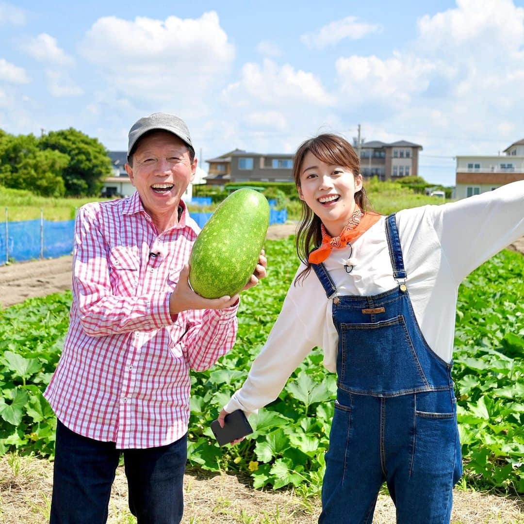 澤井志帆さんのインスタグラム写真 - (澤井志帆Instagram)「.2022.3.6 ⁡ 昨日の「ごちカン」🌱 浜松市からエシャレットの話題。 ご覧頂きありがとうございました😊 シャキシャキ食感のエシャレット、生で食べても火を通しても美味しかった♩ 皆さんもぜひ味わってみてください！ ⁡ ごちカンの写真を振り返ると、JAの職員さんが撮ってくださった素敵な写真を見つけました👀 これは去年の夏、浜松市のトウガン生産者さんの圃場を訪ねた時。 青空とトウガンの緑が絵みたいに綺麗ですよね〜！ 真夏から真冬まで、ごちカンは農産物や景色など色んな視点で四季を感じられる番組です🌱 ⁡ ⁡ #DaiichiTV#ごちカン#アナウンサー#國本良博 さん#静岡#浜松市#トウガン」3月6日 20時02分 - shiho_sawai