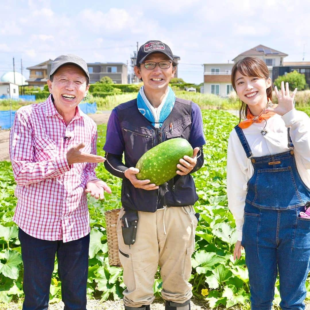 澤井志帆さんのインスタグラム写真 - (澤井志帆Instagram)「.2022.3.6 ⁡ 昨日の「ごちカン」🌱 浜松市からエシャレットの話題。 ご覧頂きありがとうございました😊 シャキシャキ食感のエシャレット、生で食べても火を通しても美味しかった♩ 皆さんもぜひ味わってみてください！ ⁡ ごちカンの写真を振り返ると、JAの職員さんが撮ってくださった素敵な写真を見つけました👀 これは去年の夏、浜松市のトウガン生産者さんの圃場を訪ねた時。 青空とトウガンの緑が絵みたいに綺麗ですよね〜！ 真夏から真冬まで、ごちカンは農産物や景色など色んな視点で四季を感じられる番組です🌱 ⁡ ⁡ #DaiichiTV#ごちカン#アナウンサー#國本良博 さん#静岡#浜松市#トウガン」3月6日 20時02分 - shiho_sawai