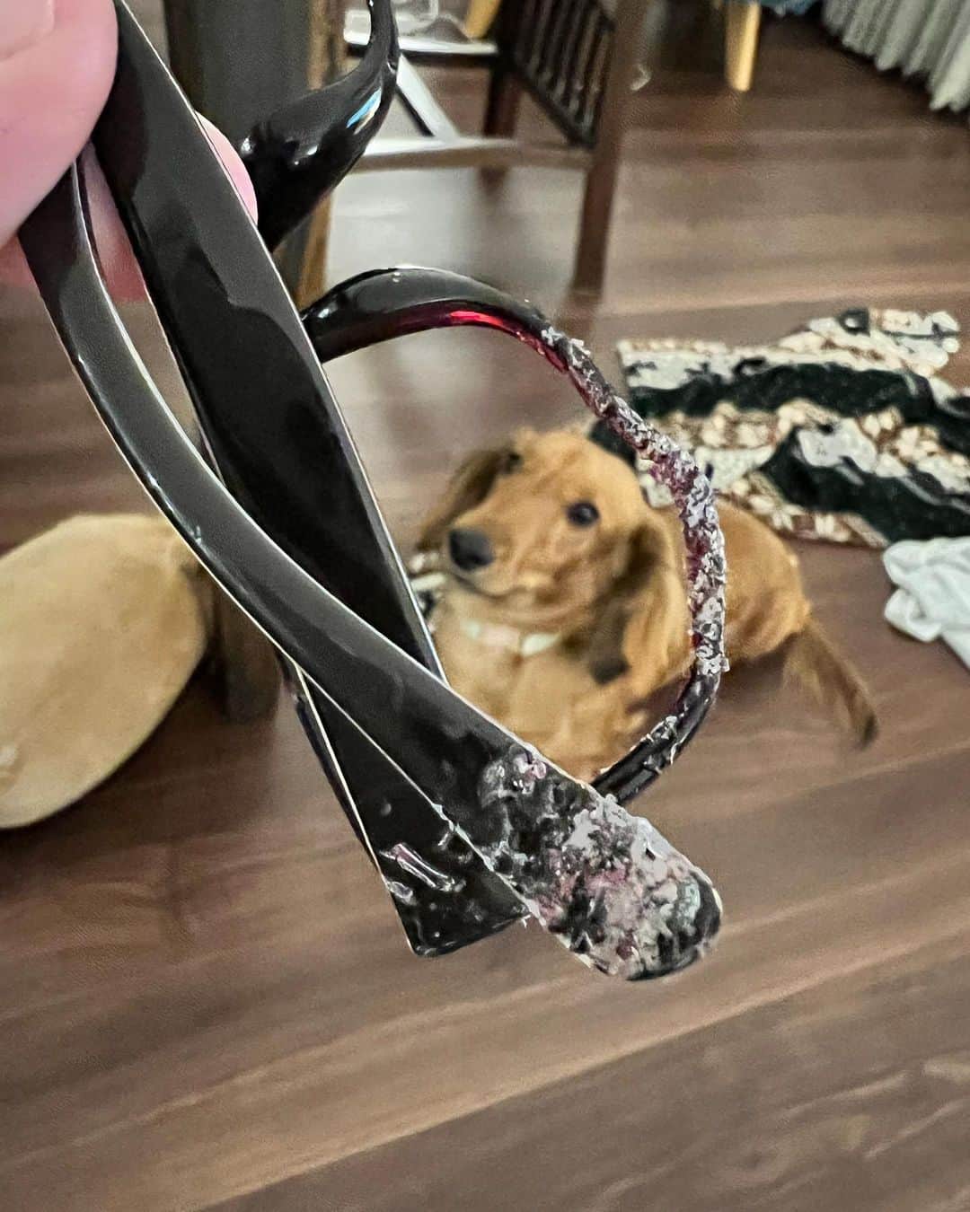 宮城麻里子さんのインスタグラム写真 - (宮城麻里子Instagram)「あ、あたしのメガネ！泣。 犯人を探しています。 She loves my glasses too much. #minituredachshund  #dachshund  #ダックスフンド」3月7日 19時58分 - miyagimariko