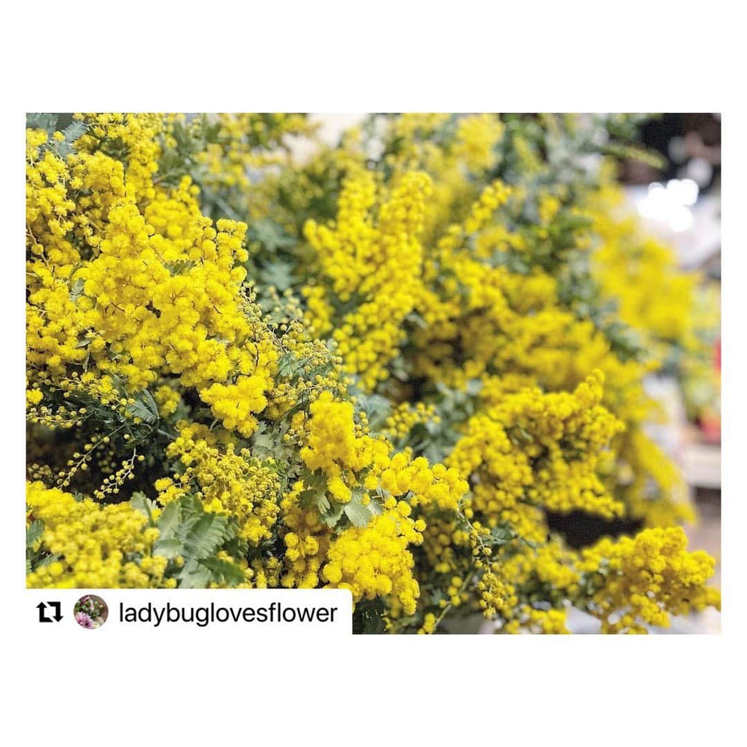 笹峯愛さんのインスタグラム写真 - (笹峯愛Instagram)「お花を飾る為に アレコレする作業は、気持ちが穏やかになります。  意味や歴史を知ると 更に想いが加わりますね。  #Repost @ladybuglovesflower with @make_repost ・・・ 3月8日　火曜日  今日はミモザの日 International Women’s Day（国際女性デー)  イタリアで3月8日にミモザを 贈る習慣が始まったのは、 第2次世界大戦終戦直後の 1946年から！！！ 今年は本当に意味のある ミモザの日になりそうです  ミモザの花言葉は 「安全（セキュリティー）」、そして「愛」  鮮やかな黄色い花の色は 明るい太陽をイメージさせ、 厳しい冬の寒さに耐えてきた人々の心を明るく照らす 「冬の太陽」として 昔から大切にされてきました  同時にミモザは 「優しさ」そして「友情」を 象徴する花としても広まり 大切な人への愛と友情の印に ミモザの花を贈ります  今年はプリプリのミモザを たくさんたくさん仕入れました  そしてこの売上の一部を ウクライナ人道支援の為に 募金させて頂きたいと思います  世界に平和を！！！  #нетвойне  #internationalwomensday  #mimosa #mimosaflower  #ミモザ　#ミモザリース  #ミモザアカシア  #ミモザの日  #ミモザの花  #平和　#stopwar  #渋谷花屋　#奥渋谷 #渋谷ミモザ　#渋谷」3月8日 11時18分 - mineco.m